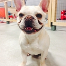 Vacay 9 - Pet Training