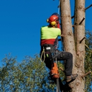 Mighty Oaks Land and Tree - Tree Service