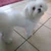 M & W Sassy Pet Boutique & Salon gallery