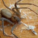Heights Pest Control - Pest Control Services