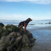 Fort Funston National Park gallery