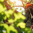 Reynolds & Sons Tree Service - Tree Service
