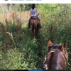 American Horse Trail gallery