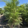Diaz Plant Broker gallery