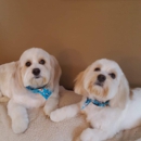Puppy Love Pet Grooming - Pet Grooming