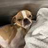 Rush Veterinary Urgent Care gallery