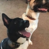 Florida 5-Star Dog Training gallery