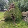 4 Seasons Tree Service gallery