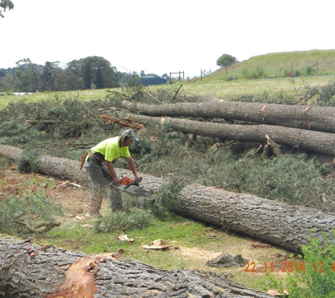 Woodstock Tree and Stump Removal - Coldstream, VIC