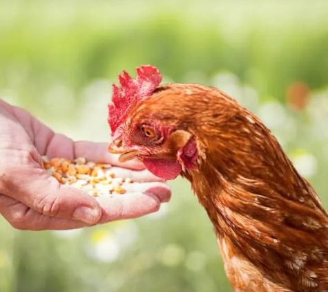 Valentine Plains Seeds And Grains - Valentine Plains, QLD