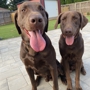 West Wind Retrievers & Training