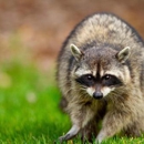 Limitless Wildlife Solutions - Pest Control Services
