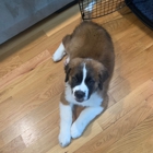 I Wuff You Dog Training and Coaching