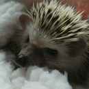 Pitter Patter Pets - Pet Stores