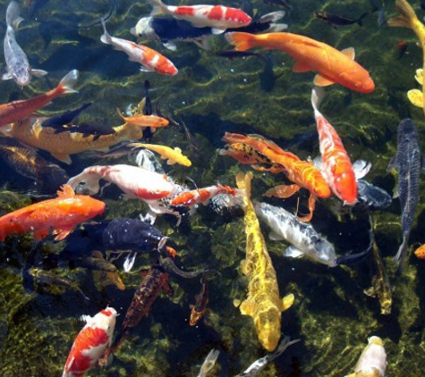Living Ponds - Welshpool, WA