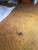 Le Hunte Carpet Care - Carpet Cleaning & Protection