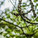 Breeze Tree Service - Tree Service