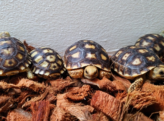 Tails2Scales pet shop - Lancaster, CA. Turtles and tortoises