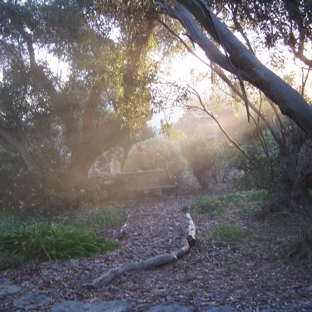 West Coast Funerals - Coomunga, SA. Magical early morning autumn mist in the woodland area.