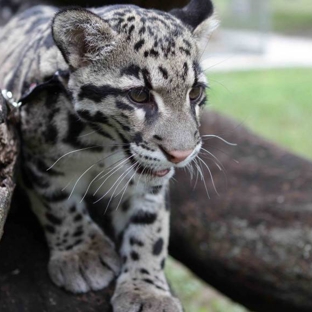 Zoological Wildlife Foundation - Miami, FL