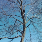 Father and Son Tree Care