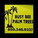 Busy Bee Palm Trees - Tree Service