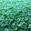 Phoenix Microgreens - Fruit & Vegetable Growers & Shippers