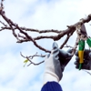 Integrity Tree Care gallery