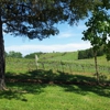 Misty Oaks Vineyard gallery