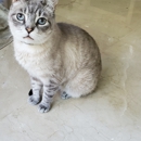A Best Friend Pet Sitting Inc.
