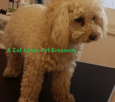 A Cut Above Pet Grooming - Auburn, CA