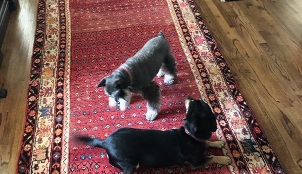 Nilipour Oriental Rugs - Birmingham, AL. Persian Oriental Rug Hamadan is Puppy Approved!  ���� 
Visit Nilipour Oriental Rugs and you will find rugs to energize your space!