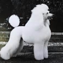 All Breed Dog Grooming - Pet Grooming