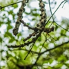 Toms Tree Service gallery