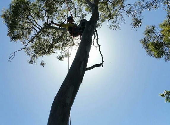 Aussie Tree Fellers - Goulburn, NSW