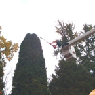 Precision Tree & Shrub Services Inc.