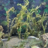 Aqualeaf Aquatics gallery