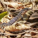 Kirkland's Wildlife & Exclusion - Pest Control Services