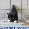 Six Forks Animal Hospital gallery