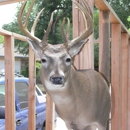 Smoking Guns Taxidermy Shop - Outdoor Advertising