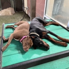 Olde Towne Pet Resort