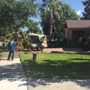 Jeffenson's Tree Service & Landscaping