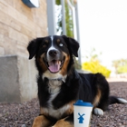 Dutch Bros Coffee