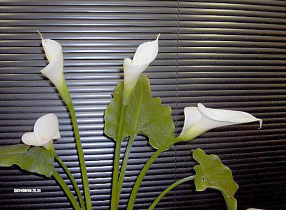 Adea Blinds - Hobart, TAS