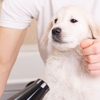 Dipity Do Dog Pet Grooming Salon gallery