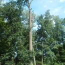 Thompson's Tree Service - Tree Service