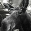 Cabela's gallery