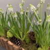Samantha Nass Floral Dedign LLC gallery