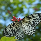 Missouri Botanical Garden