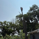 Cut And Chip Tree Service